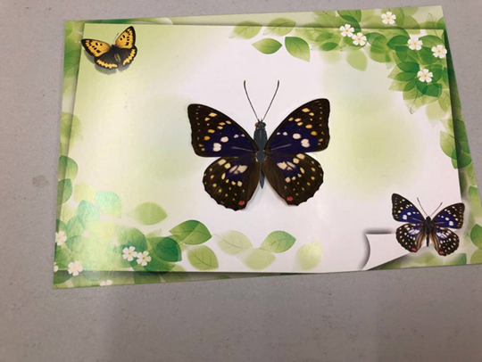 2025.7.1-8.31蝴蝶贺卡制作